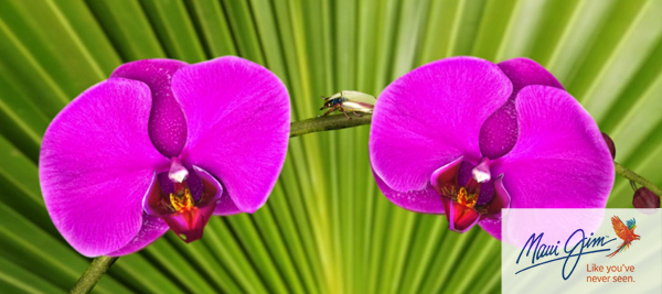 maui jim papp optika